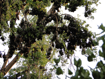 Wasa Lodge: Flughundtrauben