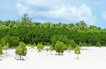 Alphonse Island Lodge: Mangroven