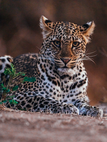 Anabezi Luxury Tented Camp: Leopard