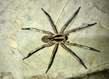 Bamboo Forest Safari Lodge: Wolfsspinne