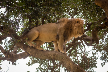 Cottar's 1920s Safari Camp: Löwe im Baum