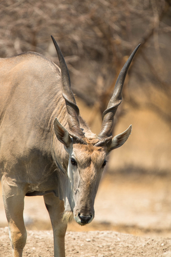 Dinaka Lodge: Elenantiliopen