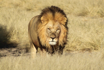 Dinaka Lodge: Großes Löwenmännchen