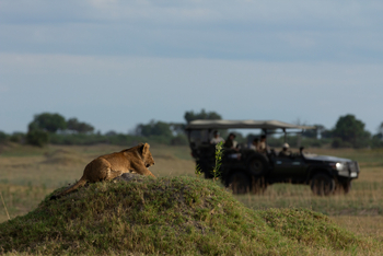 Duba Plains Camp: Löwe beim Game Drive