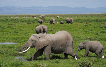 Elewana Tortilis Camp: Elefanten