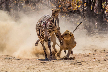 Hobatere Lodge: Angriff auf ein Zebra