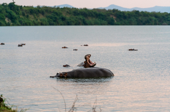Honey Bear Bushcamp: Gähnendes Nilpferd