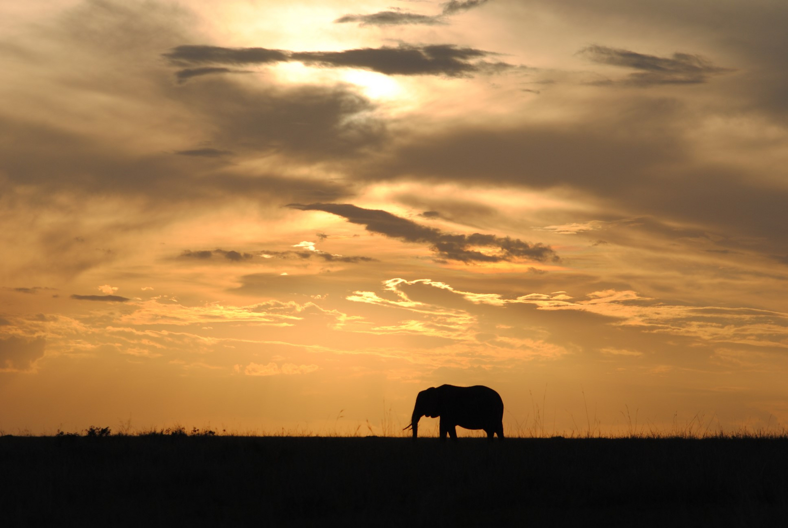 Ilkeliani Camp Ilkeliani Camp: Elefantensilhouette