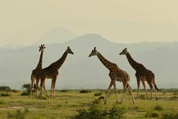 Ishasha Wilderness Camp: Giraffen