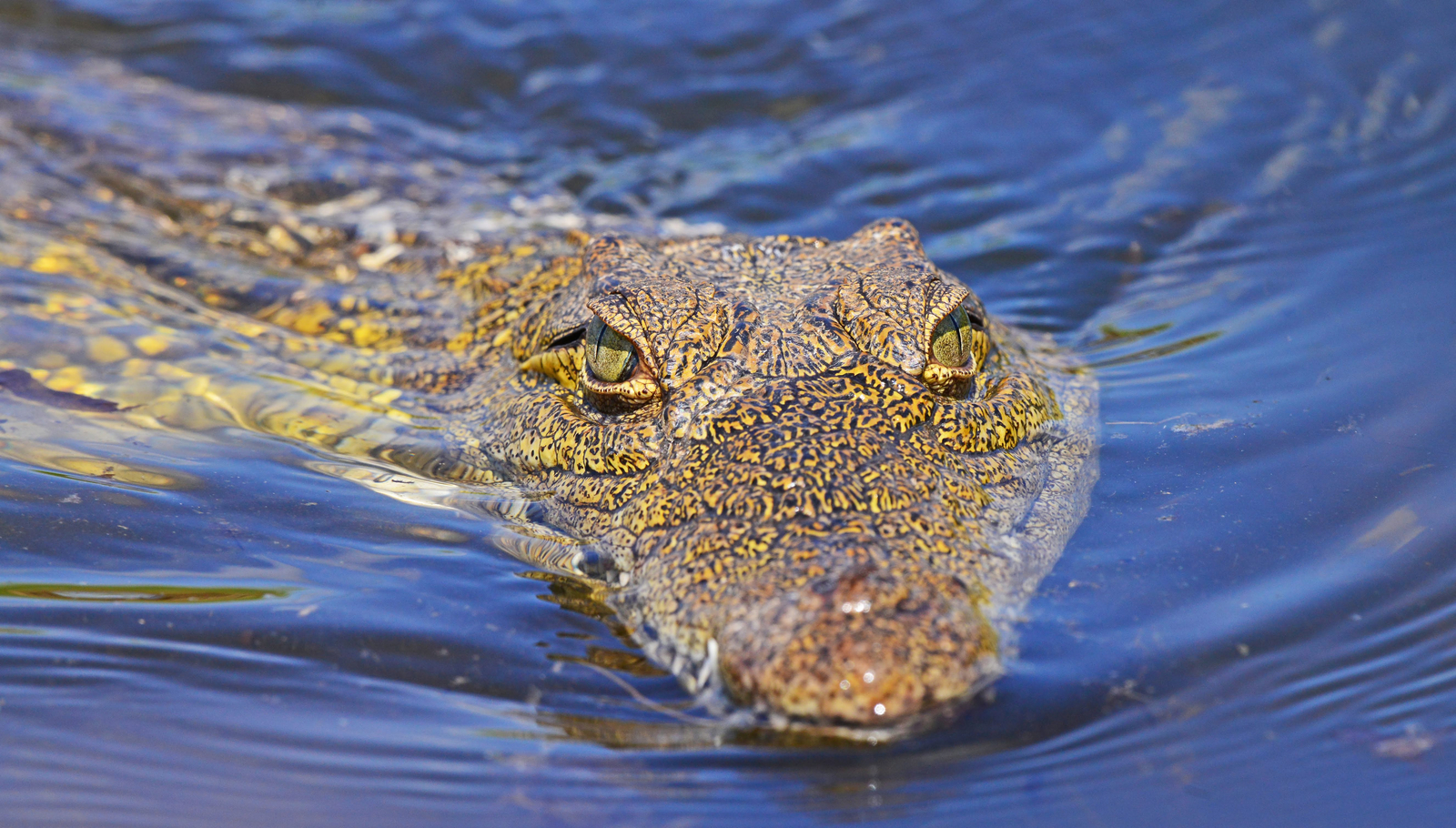 Ishasha Wilderness Camp Ishasha Wilderness Camp: Krokodil