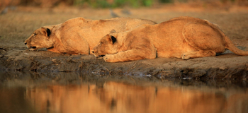Kavinga Safari Camp: Löwen auf der Lauer