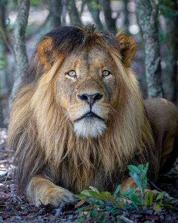 King Lewanika Lodge: Löwe von vorne