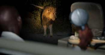 Kwara Camp Kwara Camp: Löwenbegegnung