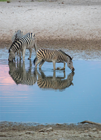 Leroo La Tau Lodge: Reflektionen