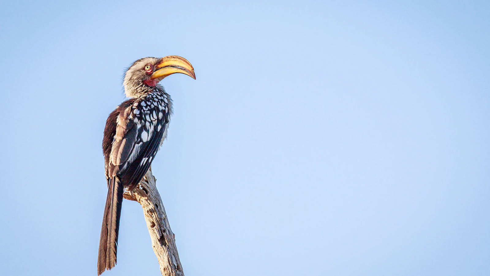 Lianshulu Lodge Lianshulu Lodge: Gelbschnabeltoko