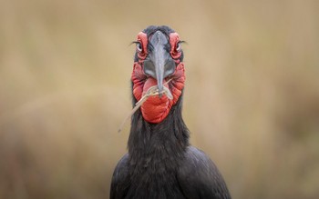 Little Governors' Camp: Ground Hornbill mit Eidechse