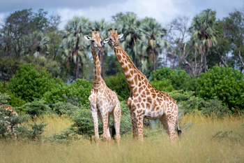 Little Tubu Camp: Giraffen