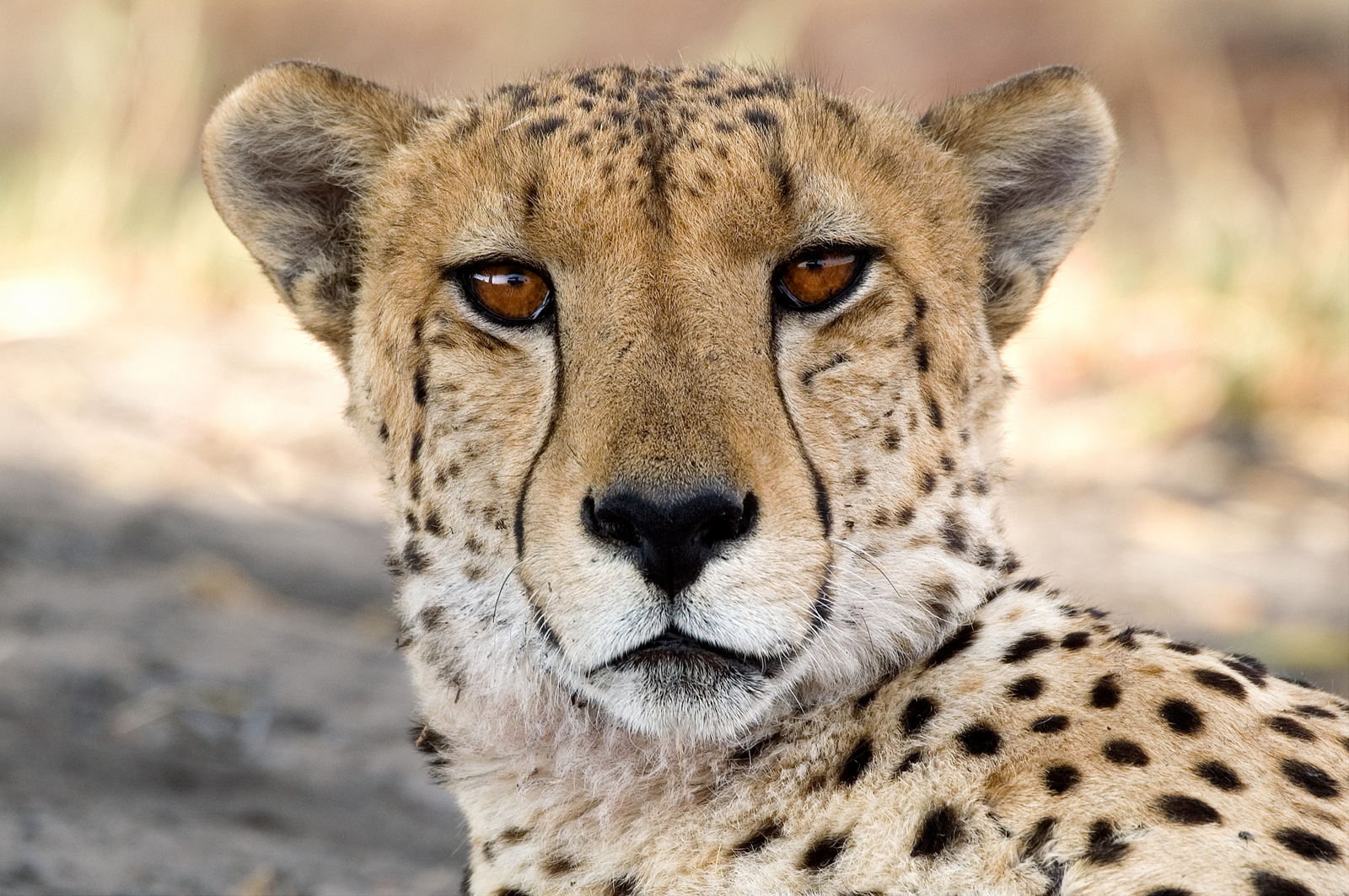 Little Vumbura Camp Little Vumbura Camp: Gepardengesicht