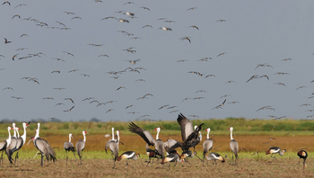 Liuwa Camp: Klunkerkraniche