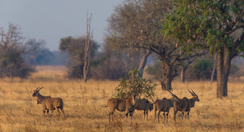 Luambe Camp: Eland vor Sausage Tree