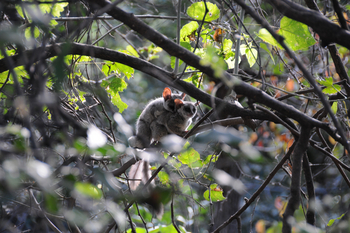 Macatoo Camp: Mating Bush Babies