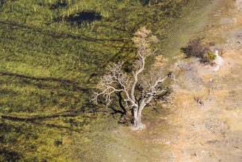 Moremi Crossing: Luftbild - Alter Baum