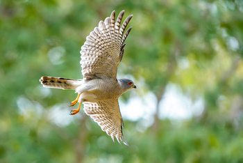 Muddy Teak Camp: Shikra