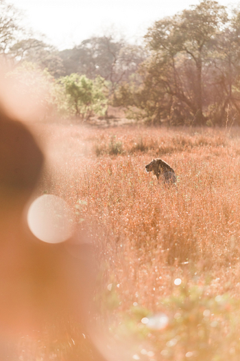 Musekese Camp Musekese Camp: Löwe im hohen Gras