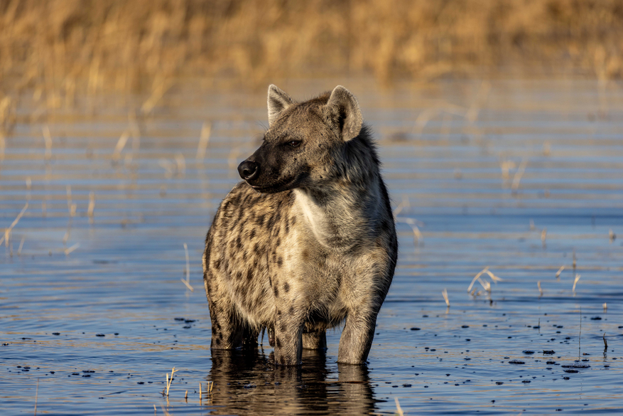 North Island Okavango Camp