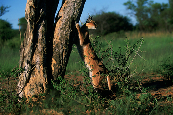 Okonjima Plains Camp: Karakal