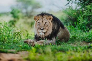 Old Traders Lodge: Männlicher Löwe