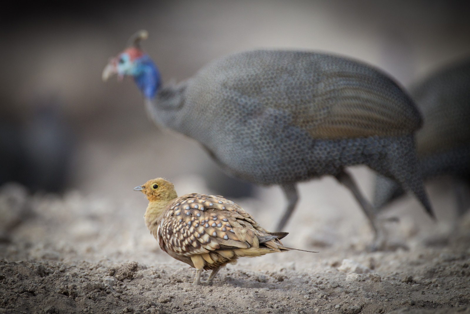 Onguma Reserve Onguma Reserve: Onkolo Hide - Namaqua Sandgrouse