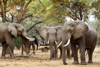 Potato Bush Camp: Elefantenbullen