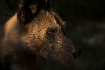 Selinda Explorers Camp Selinda Explorers Camp: Vernarbter Wildhund