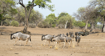 Shenton Safaris: Game Drives