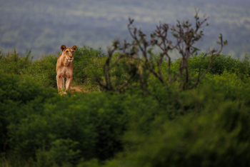 Soroi Larsens Tented Camp: Löwin