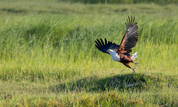 Thamo Telele: Fischadler