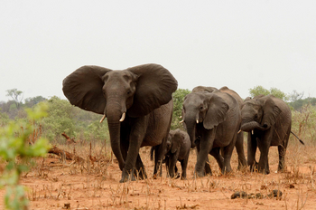 Tlouwana Camp Tlouwana Camp: Elefanten