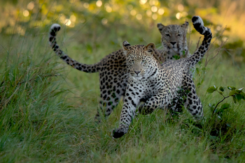 Tuludi Camp: Leoparden