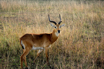 Volcanoes Kyambura Gorge Lodge: Männlicher Uganda Kob