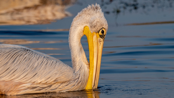 Vumbura Plains Camp: Pelikan