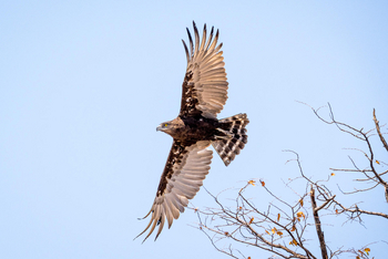 Mokete Camp: Kronenadler