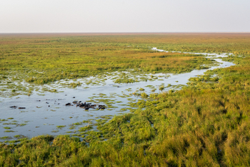 Wilderness Mokete Camp: Mababe-Sumpf