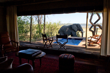 Zarafa Camp: Elefant am Private Plunge Pool