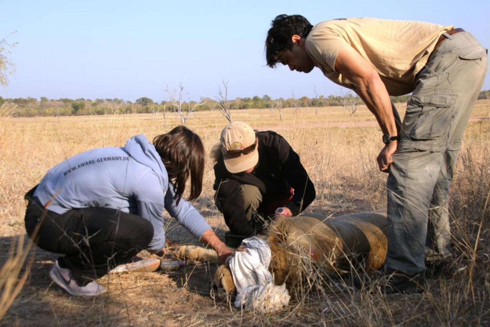 Anlegen eines Senderhalsbandes bei einm Löwen Anlegen eines Senderhalsbandes bei einm Löwen