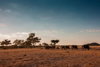 Belmond Savute Elephant Lodge Belmond Savute Elephant Lodge: Elefantenherde