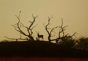 Blackbuck Safari Lodge: Black Buck zwischen toten Bäumen