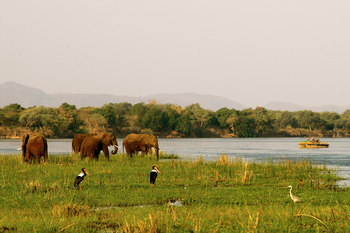 Chiawa Safaris: Elefanten auf einer Insel