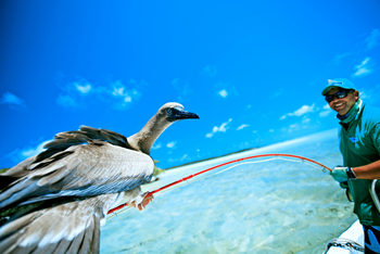 Cosmoledo Eco Camp: Rotfußtölpel beim Angeln