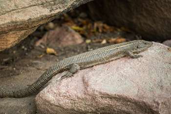 Deteema Springs Camp: Aussenansicht